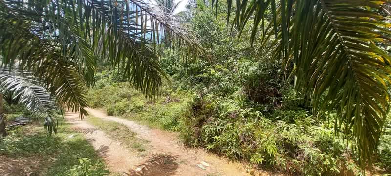 Agricultural Land for Sale in Batu Kurau (Perak) - Zihan Aziz - Exterior - PropertyGuru.com.my