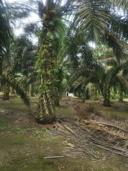 Tanah Pertanian untuk Dijual di Iskandar Puteri (Nusajaya) (Johor) - Rose Gan - Exterior - PropertyGuru.com.my