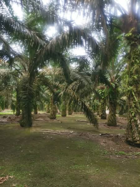 Tanah Pertanian untuk Dijual di Iskandar Puteri (Nusajaya) (Johor) - Rose Gan - Garden - PropertyGuru.com.my