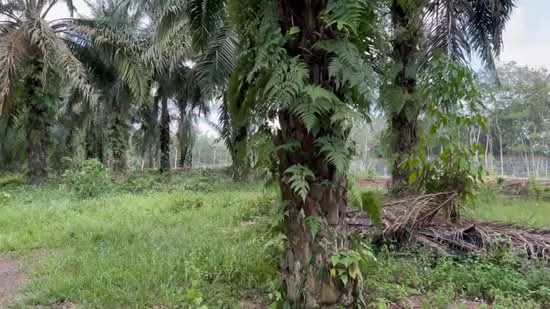 Tanah Pertanian untuk Dijual di Grisek (Johor) - Seowamiga Ten - PropertyGuru.com.my