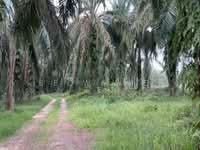 For Sale - 2.9 Acre Agriculture Land At Grisek,Tangkak