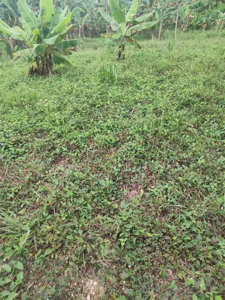 Residential Land for Sale in Dengkil (Selangor) - Zai Muda - Garden - PropertyGuru.com.my