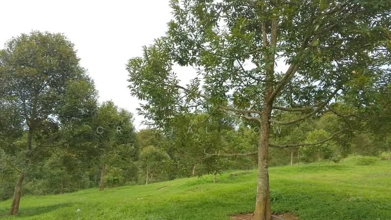 Agricultural Land for Sale in Raub (Pahang) - Crystal Low - Garden - PropertyGuru.com.my