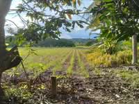 For Sale - Freehold Planted Palm Oil for Sale in Batu Malim, Raub, Pahang