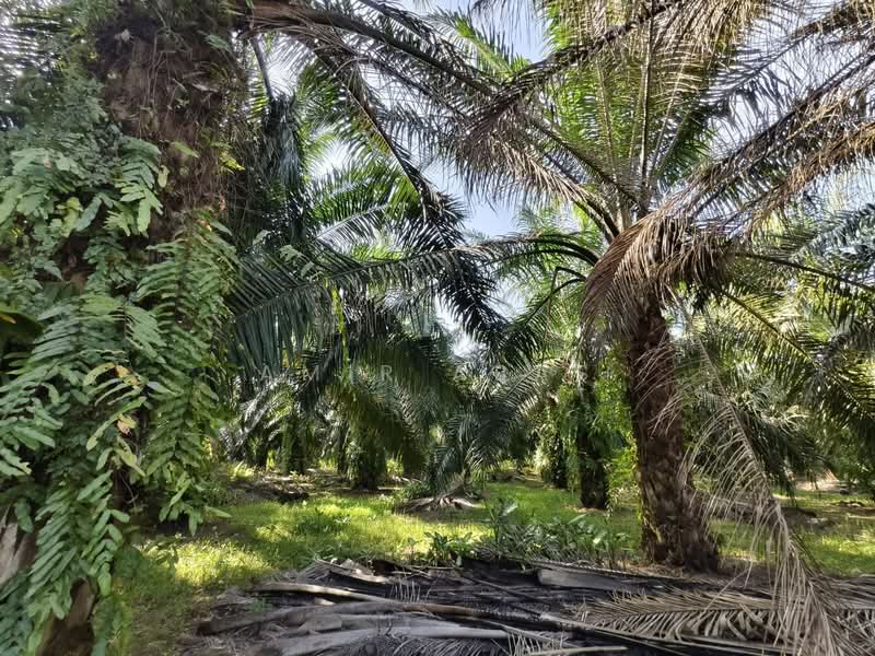 Tanah Pertanian untuk Dijual di Ijok (Selangor) - Amir Abas - Garden - PropertyGuru.com.my