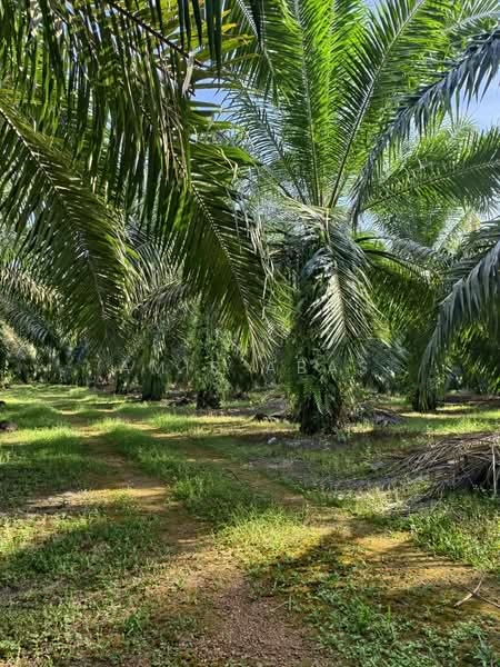 Tanah Pertanian untuk Dijual di Ijok (Selangor) - Amir Abas - Garden - PropertyGuru.com.my