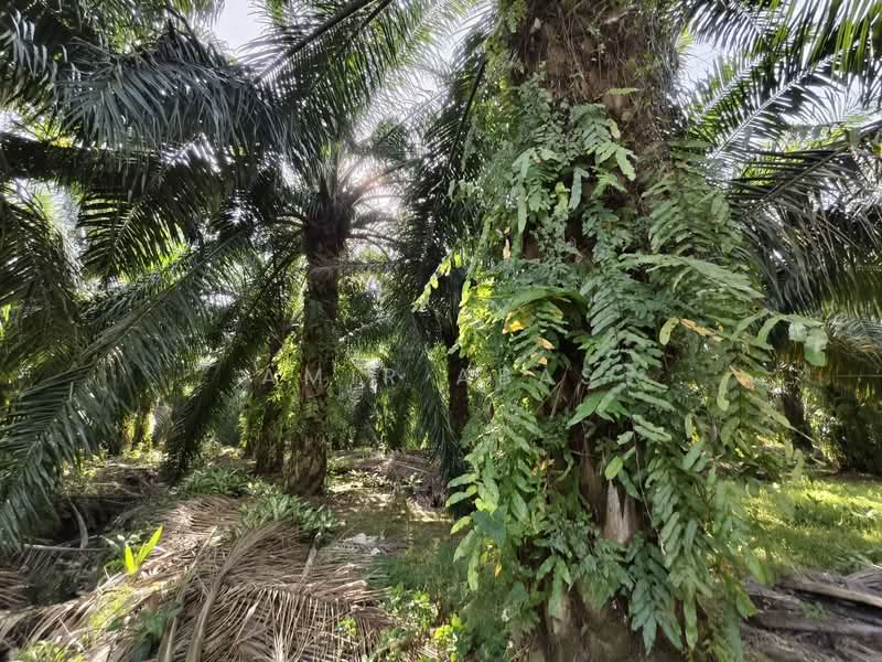 Tanah Pertanian untuk Dijual di Ijok (Selangor) - Amir Abas - Exterior - PropertyGuru.com.my