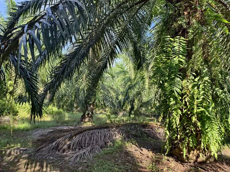 Tanah Pertanian untuk Dijual di Ijok (Selangor) - Amir Abas - Exterior - PropertyGuru.com.my