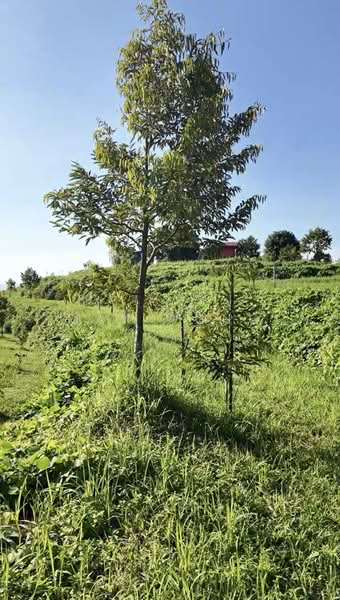 Agricultural Land for Sale in Semenyih (Selangor) - May Wong - Garden - PropertyGuru.com.my