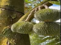 For Sale - Kerling ~ DURIAN Farm 榴莲园 @ TAR road frontage 柏油路路旁, Ulu Yam