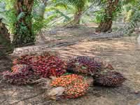 For Sale - Kerling , Hulu Selangor ~ Oil Palm plantation