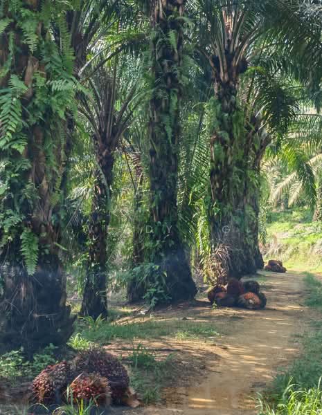 Agricultural Land for Sale in Kerling (Selangor) - Wendy Ng - PropertyGuru.com.my