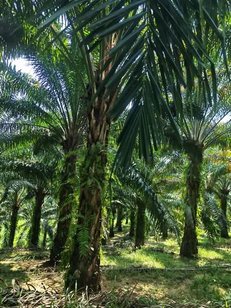 Agricultural Land for Sale in Kerling (Selangor) - Wendy Ng - PropertyGuru.com.my