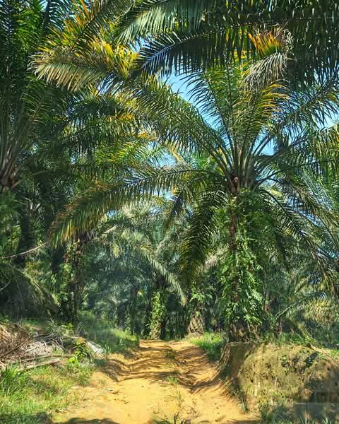 Agricultural Land for Sale in Kerling (Selangor) - Wendy Ng - PropertyGuru.com.my