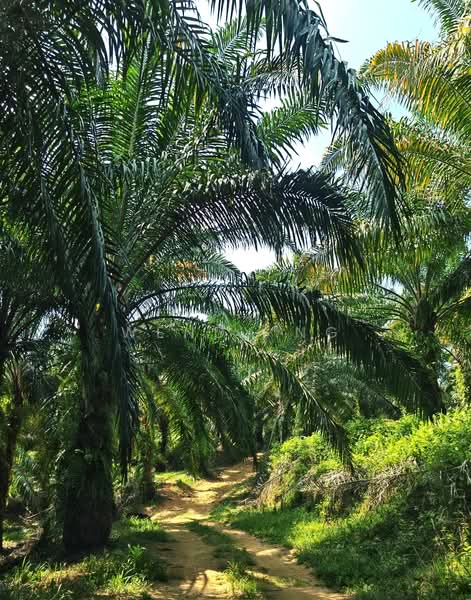 Agricultural Land for Sale in Kerling (Selangor) - Wendy Ng - PropertyGuru.com.my
