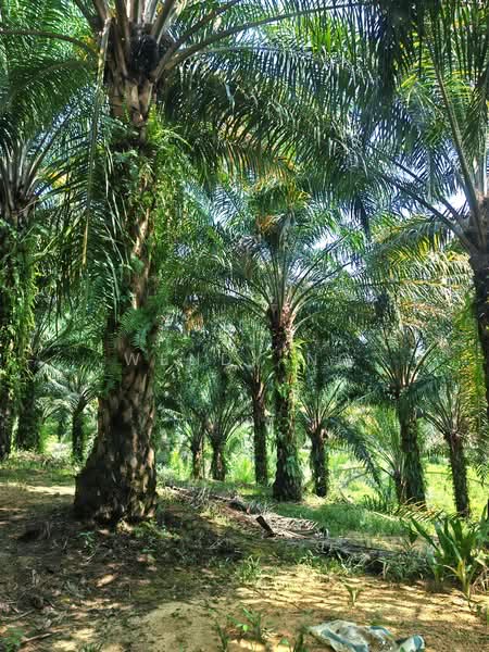 Agricultural Land for Sale in Kerling (Selangor) - Wendy Ng - PropertyGuru.com.my