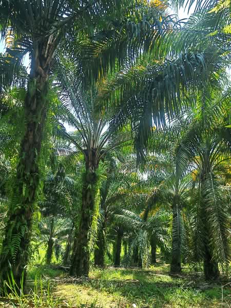 Agricultural Land for Sale in Kerling (Selangor) - Wendy Ng - PropertyGuru.com.my