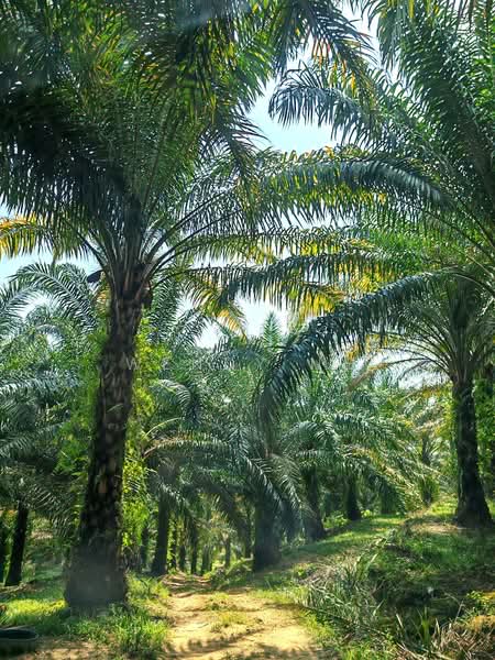 Agricultural Land for Sale in Kerling (Selangor) - Wendy Ng - PropertyGuru.com.my