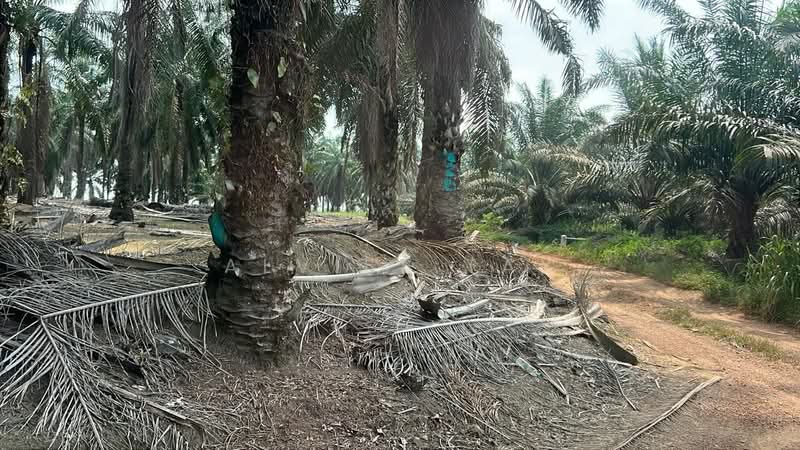 Tanah Pertanian untuk Dijual di Kampung Melayu (Kluang) - Alviss Tay - Exterior - PropertyGuru.com.my