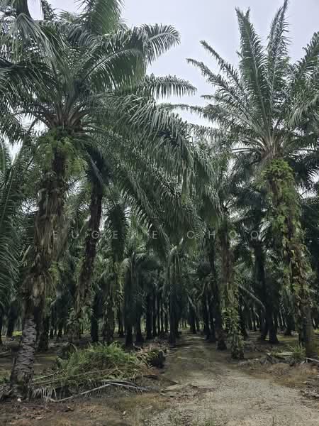 Agricultural Land for Sale in Seri Manjung (Sitiawan) - Eugene Choo - Exterior - PropertyGuru.com.my