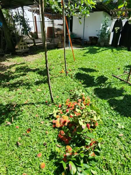 Rumah Banglo untuk Dijual di Kota Damansara (Selangor) - Rose Wong - Garden - PropertyGuru.com.my