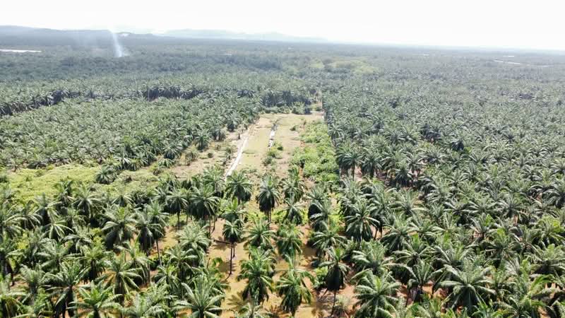 Tanah Pertanian untuk Dijual di Ijok (Selangor) - NIK AZWAN - PropertyGuru.com.my