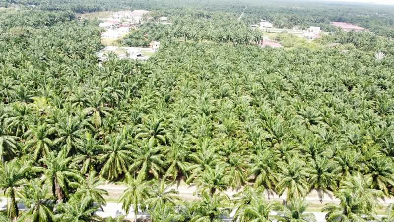 Tanah Pertanian untuk Dijual di Ijok (Selangor) - NIK AZWAN - PropertyGuru.com.my