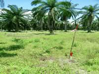 For Sale - Lumut