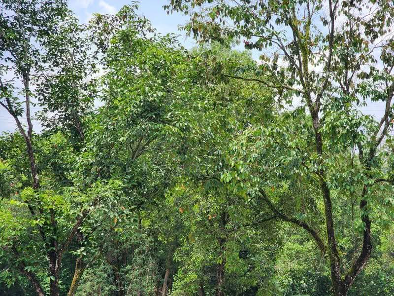 Tanah Kediaman untuk Dijual di Kerling (Selangor) - Teresa Law - PropertyGuru.com.my