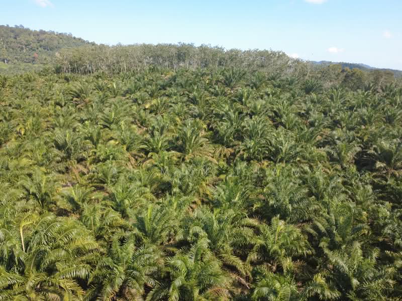 Tanah Pertanian untuk Dijual di Gemencheh (Negeri Sembilan) - Wai Mun Tham - PropertyGuru.com.my