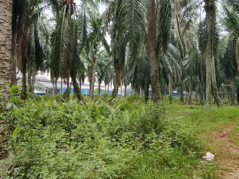 Tanah Pertanian untuk Dijual di Kuala Selangor (Selangor) - Sue Ahmad - Exterior - PropertyGuru.com.my