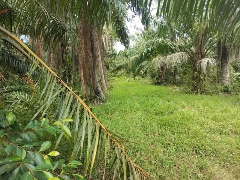 Tanah Pertanian untuk Dijual di Assam Jawa (Kuala Selangor) - Mohd Daim Jamil - Garden - PropertyGuru.com.my