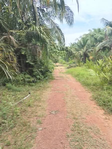 Tanah Pertanian untuk Dijual di Assam Jawa (Kuala Selangor) - Mohd Daim Jamil - Exterior - PropertyGuru.com.my