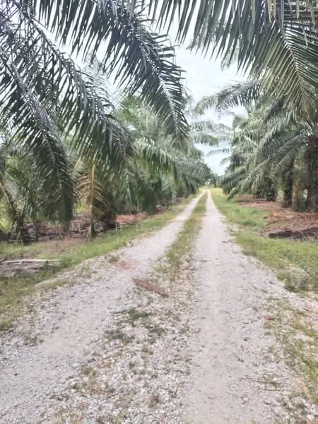 Tanah Pertanian untuk Dijual di Assam Jawa (Kuala Selangor) - Mohd Daim Jamil - Exterior - PropertyGuru.com.my