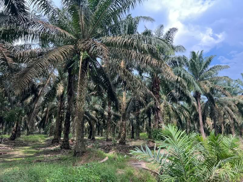 Agricultural Land for Sale in Kulai (Johor) - Lawrence Tan - PropertyGuru.com.my