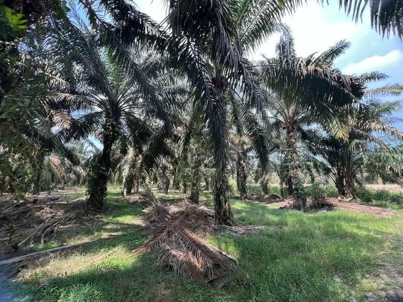 Agricultural Land for Sale in Kulai (Johor) - Lawrence Tan - PropertyGuru.com.my