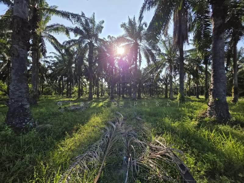 Tanah Pertanian untuk Dijual di Seberang Perai (Penang) - Gerald Peski - Garden - PropertyGuru.com.my