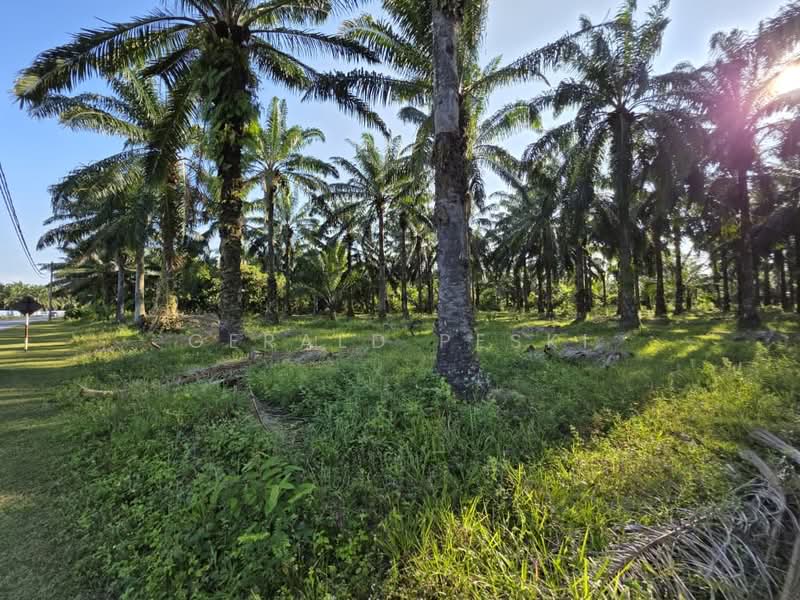 Tanah Pertanian untuk Dijual di Seberang Perai (Penang) - Gerald Peski - PropertyGuru.com.my