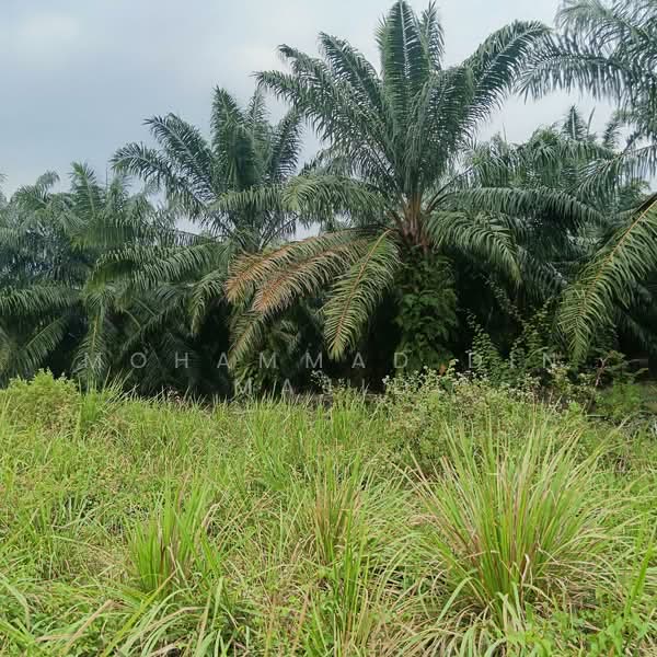 Tanah Pertanian untuk Dijual di Taman Sungai Serdang (Kapar) - Mohammad Din Majid - PropertyGuru.com.my