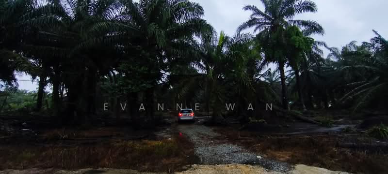 Agricultural Land for Sale in Kukup (Johor) - Evanne Wan - Exterior - PropertyGuru.com.my