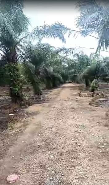 Agricultural Land for Sale in Kapar (Selangor) - Alex Lee - Exterior - PropertyGuru.com.my