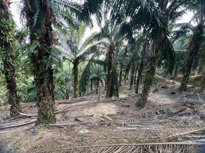 Agricultural Land for Sale in Batu Pahat (Johor) - Lawrence Tan - Exterior - PropertyGuru.com.my