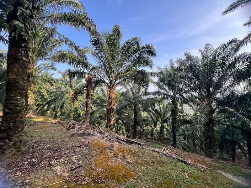 Agricultural Land for Sale in Batu Pahat (Johor) - Lawrence Tan - Exterior - PropertyGuru.com.my