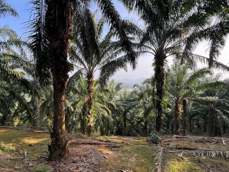 Agricultural Land for Sale in Batu Pahat (Johor) - Lawrence Tan - Exterior - PropertyGuru.com.my