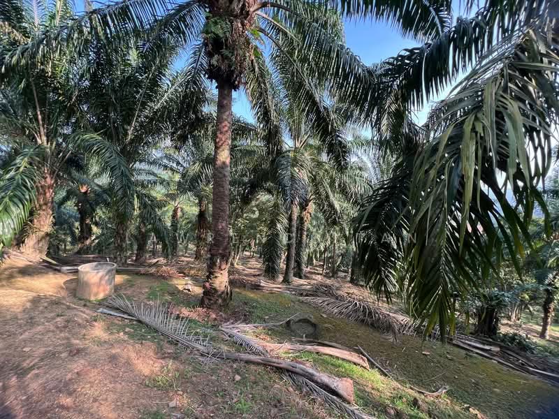 Agricultural Land for Sale in Batu Pahat (Johor) - Lawrence Tan - Exterior - PropertyGuru.com.my