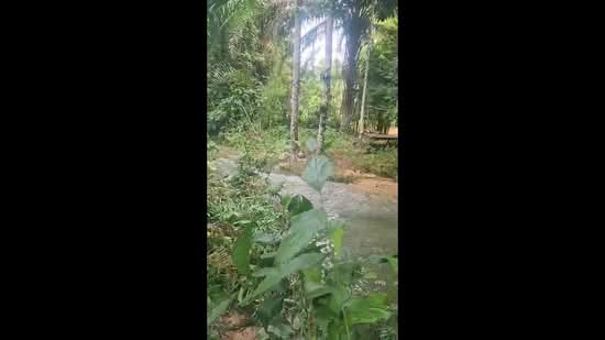 Agricultural Land for Sale in Sungkai (Perak) - Sue Ahmad - PropertyGuru.com.my