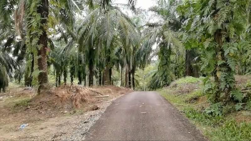 Agricultural Land for Sale in Pelabuhan Tanjung Pelepas (Gelang Patah) - Lawrence Tan - Exterior - PropertyGuru.com.my