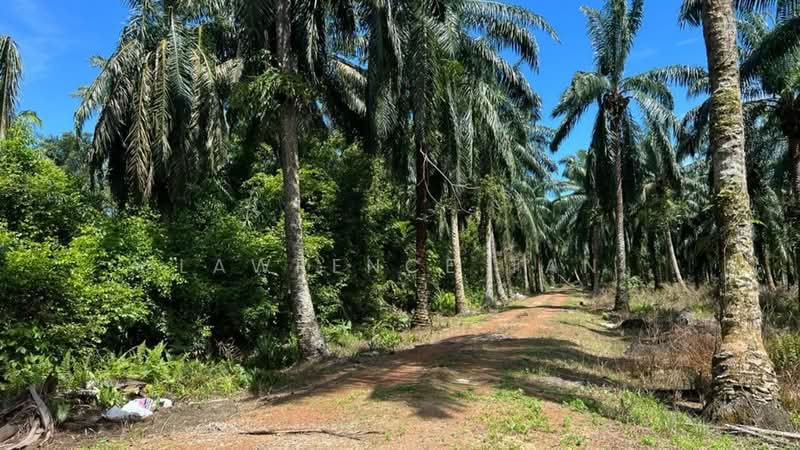 Agricultural Land for Sale in Pelabuhan Tanjung Pelepas (Gelang Patah) - Lawrence Tan - PropertyGuru.com.my