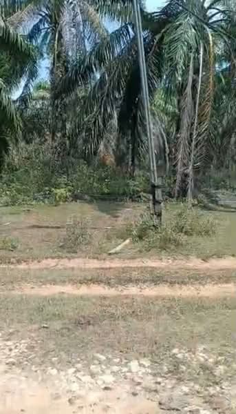 Untuk Dijual - Penghulu Diman