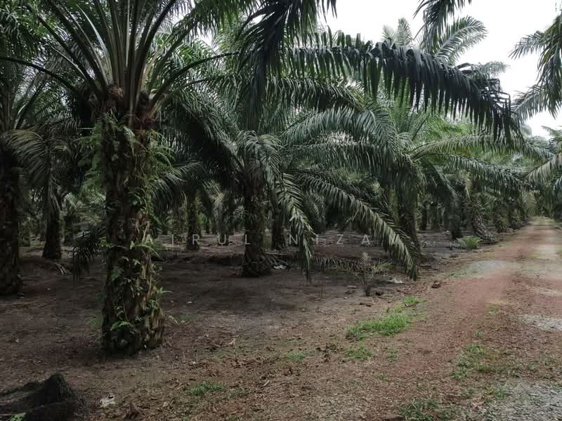 Agricultural Land for Sale in Simpang Renggam (Johor) - AIRUL NIZAM - Exterior - PropertyGuru.com.my
